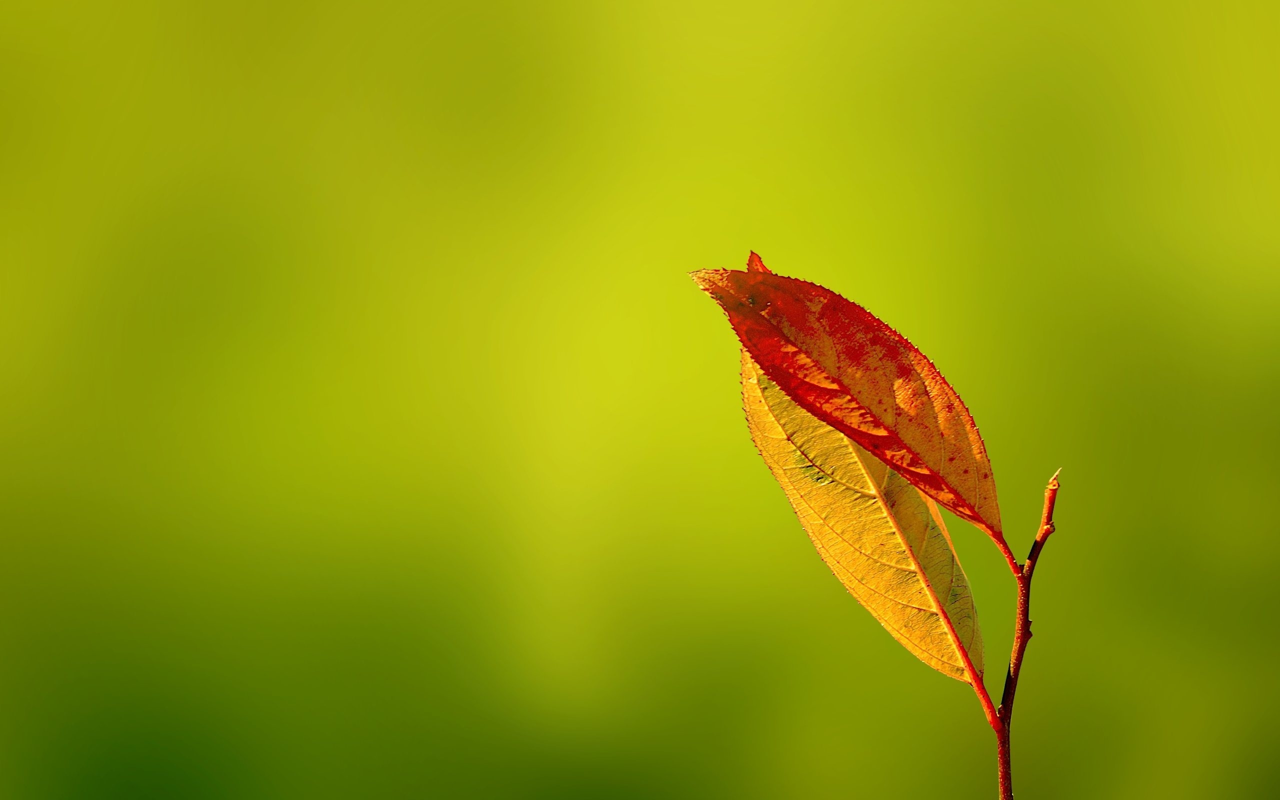 Wallpaper Leaf Blur Autumn Desktop Nature Goodwp