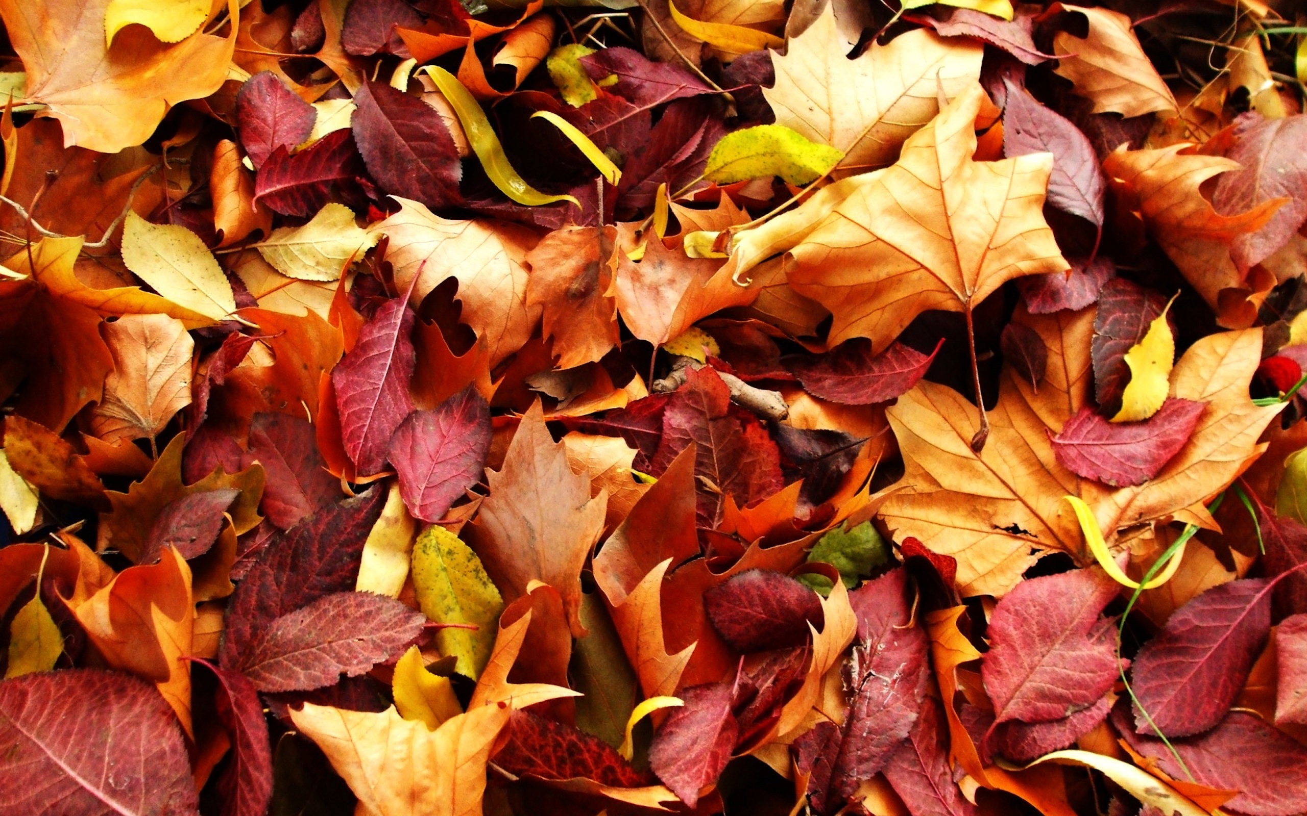 Autumn Leaves   2560x1600 2560x1600