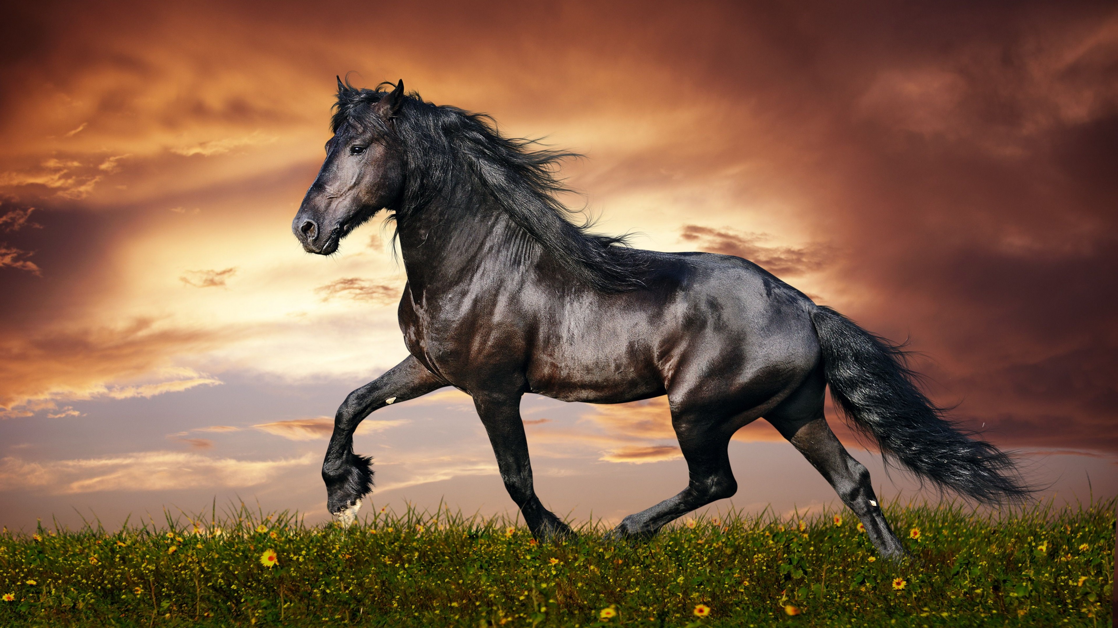 Wallpaper Horse 5k 4k Hooves Mane Galloping Black