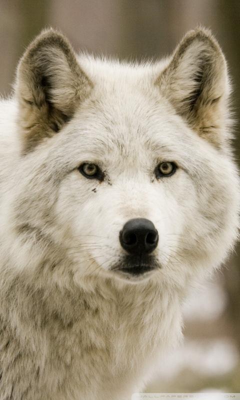 Wolf HD Wallpapers   Android Apps on Google Play