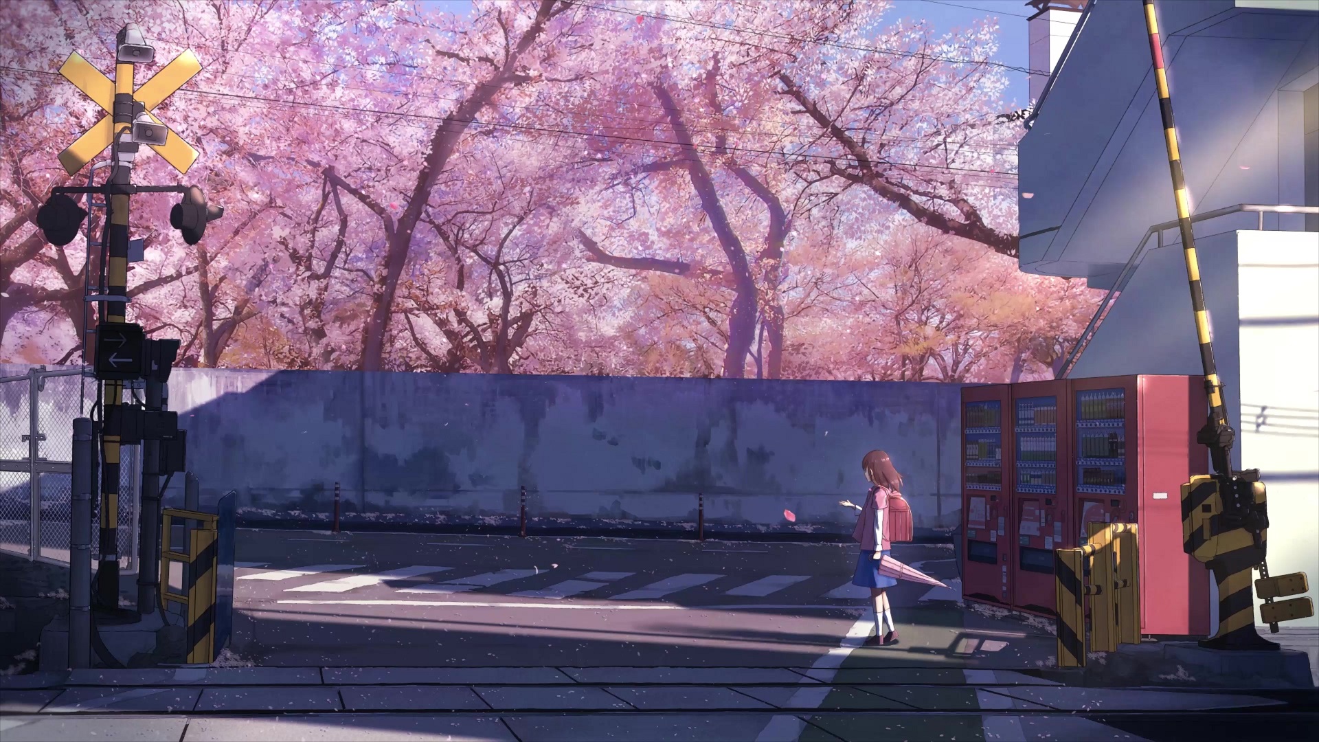 Centimeters Per Second Live Wallpaper Animated
