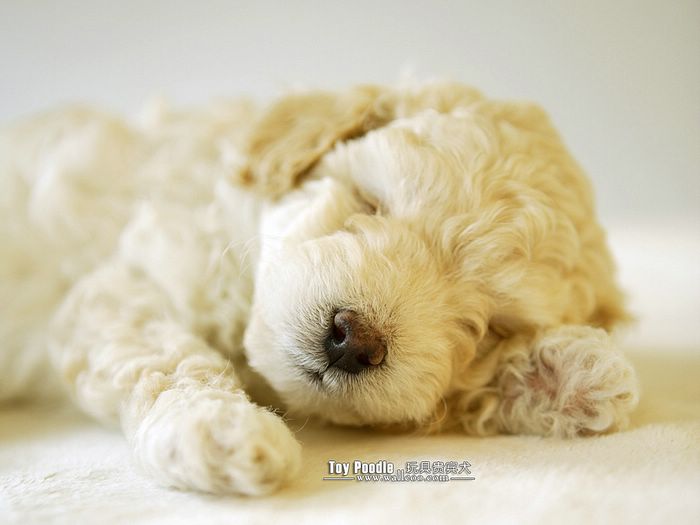 Lovable Toy Poodle Puppy Curly Coat Miniature Wallpaper