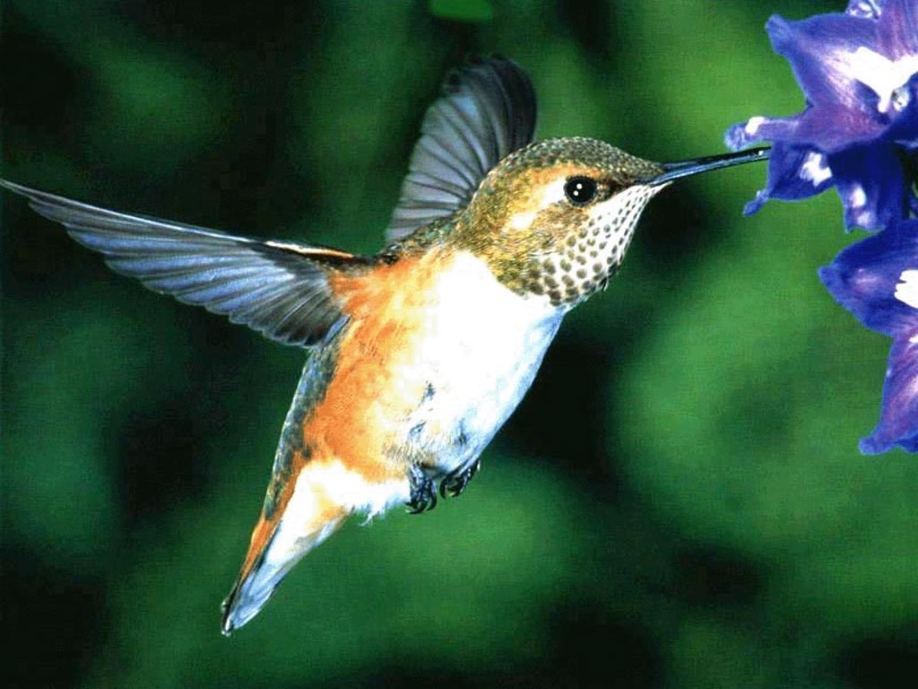 Hummingbird Bird Wallpaper HD