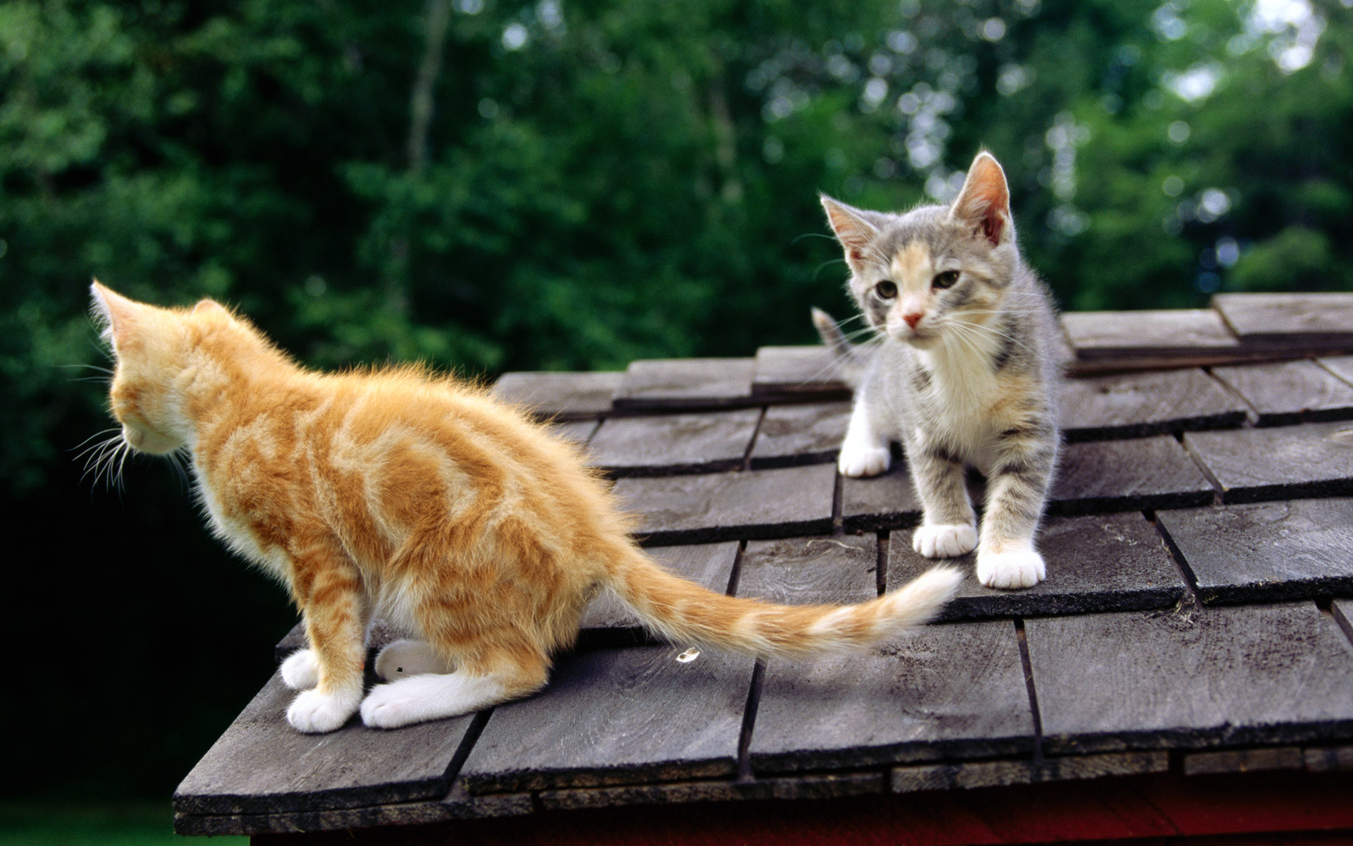 Kitty On House Roof Wallpaper HD