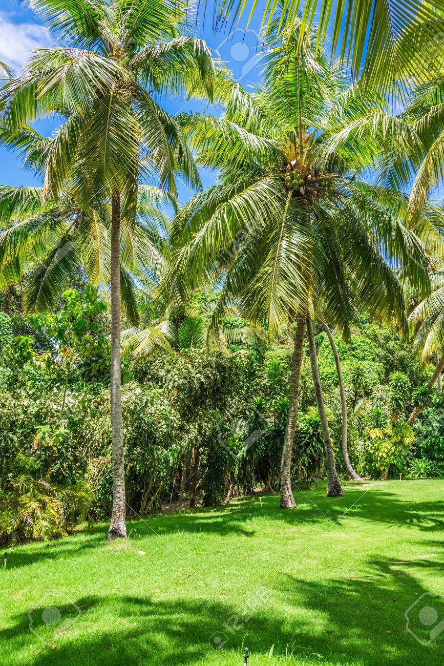 Grove Of Coconut Palm Grass Lawn Blue Sky Background Stock Photo