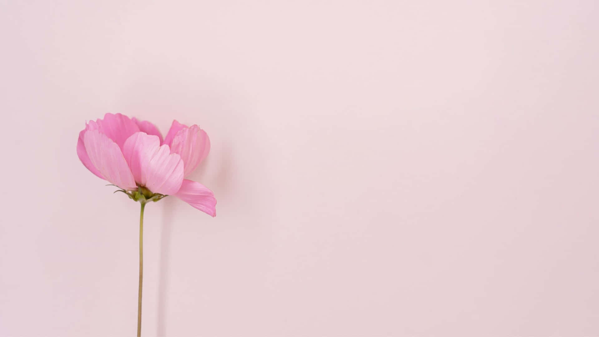 Aesthetic Computer Light Pink Wallpaper