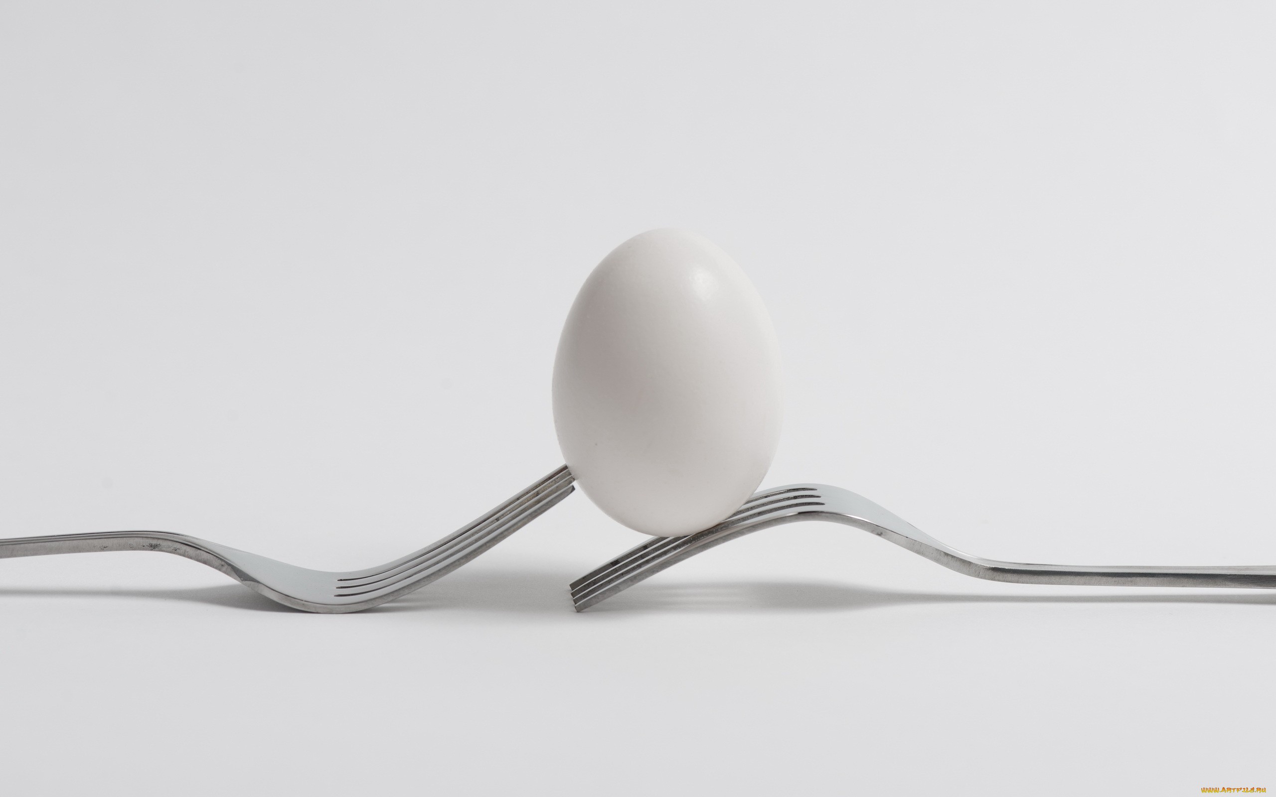 Egg HD Wallpaper Background Image Id