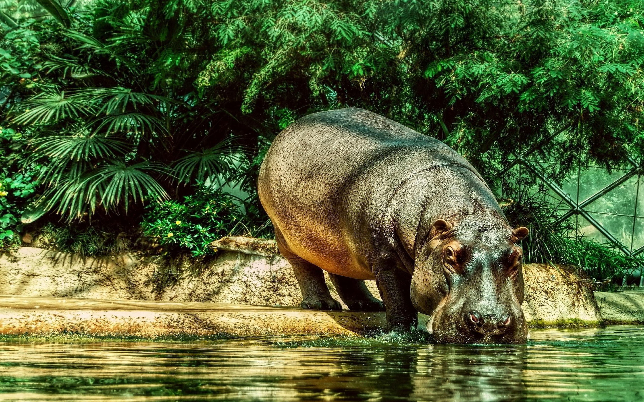 August By Stephen Ments Off On Hippo HD Animal Wallpaper