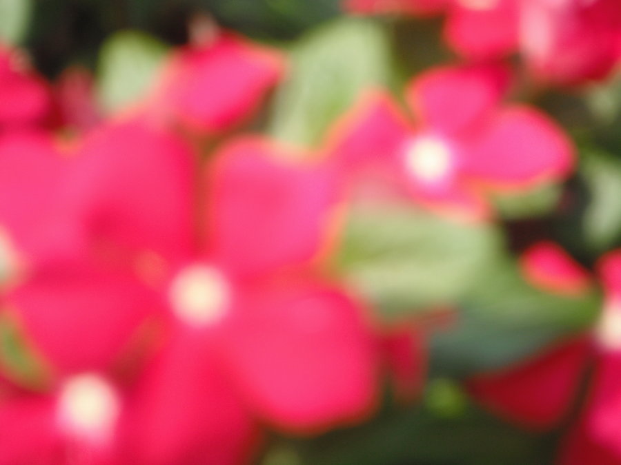 Blurry Flowers by elizasphotography on