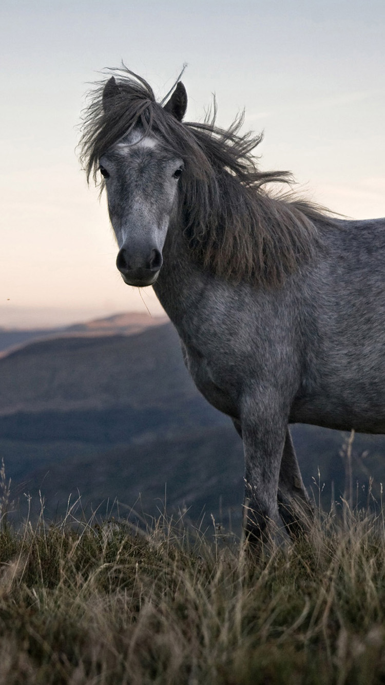 Beautiful Wild Horse iPhone Wallpaper HD For