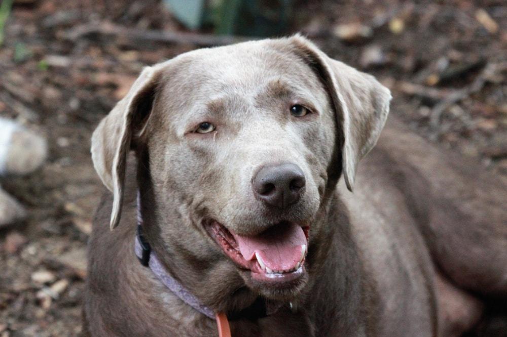 Silver Lab Breed Info Pics Puppies Personality Facts Hepper