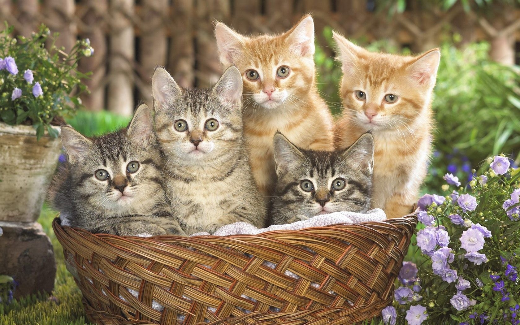 Animals Kittens Baskets Wallpaper High Quality