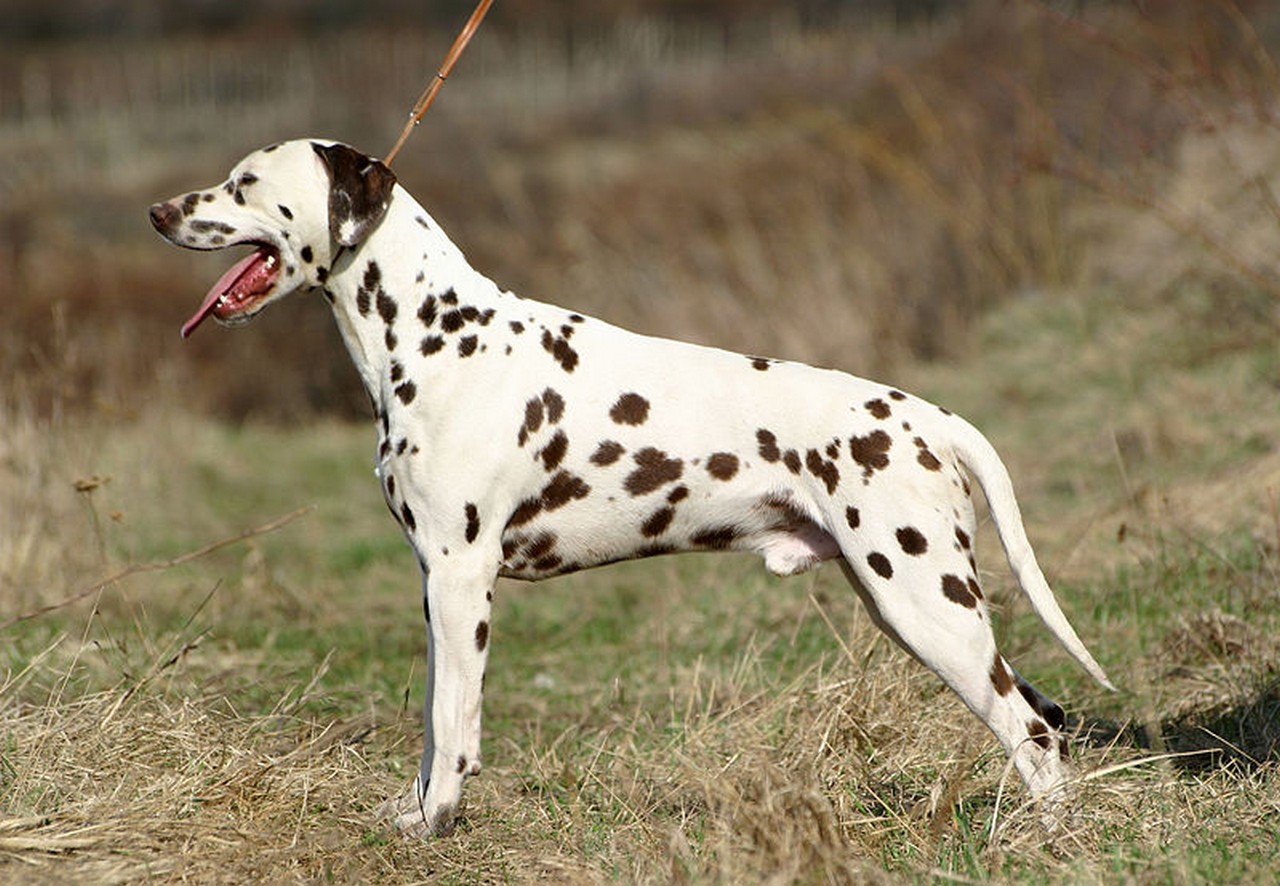 Picturespool Dalmatian Dogs Wallpaper