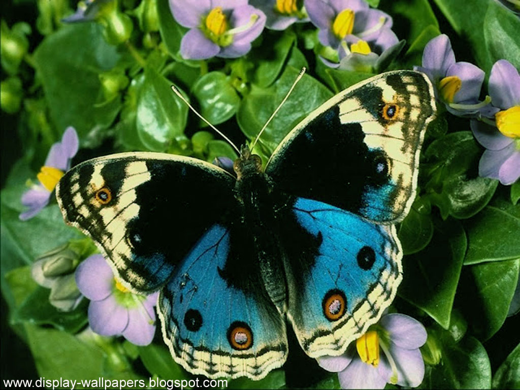 Desktop With Our Butterfly Wallpaper Sharing These