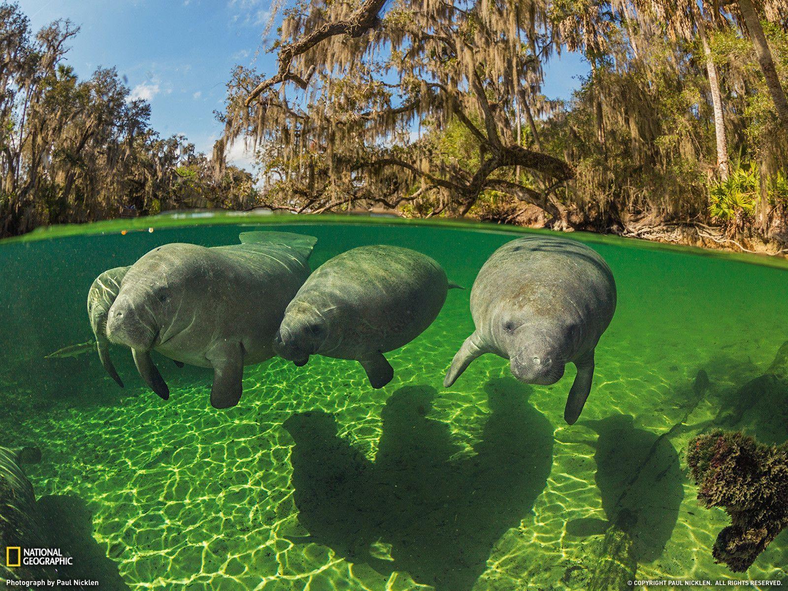 Manatee Wallpaper