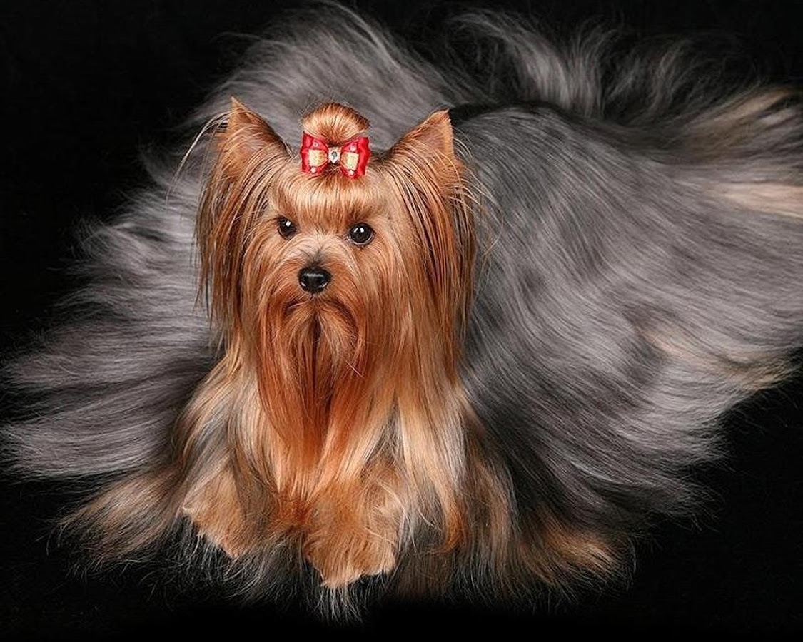 Yorkshire Terriers Wallpaper Android Apps On Google Play
