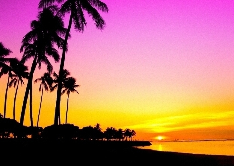 Scarface Palm Tree Wallpaper Sunset And Trees Edit By