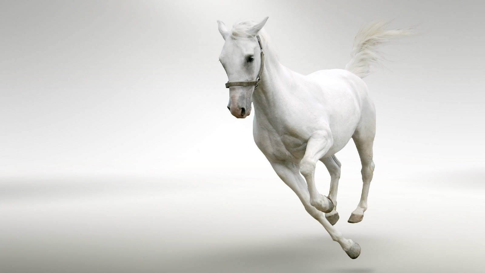 Running White Horse In Snow wallpapers   HD Wallpaper Pic 1600x900
