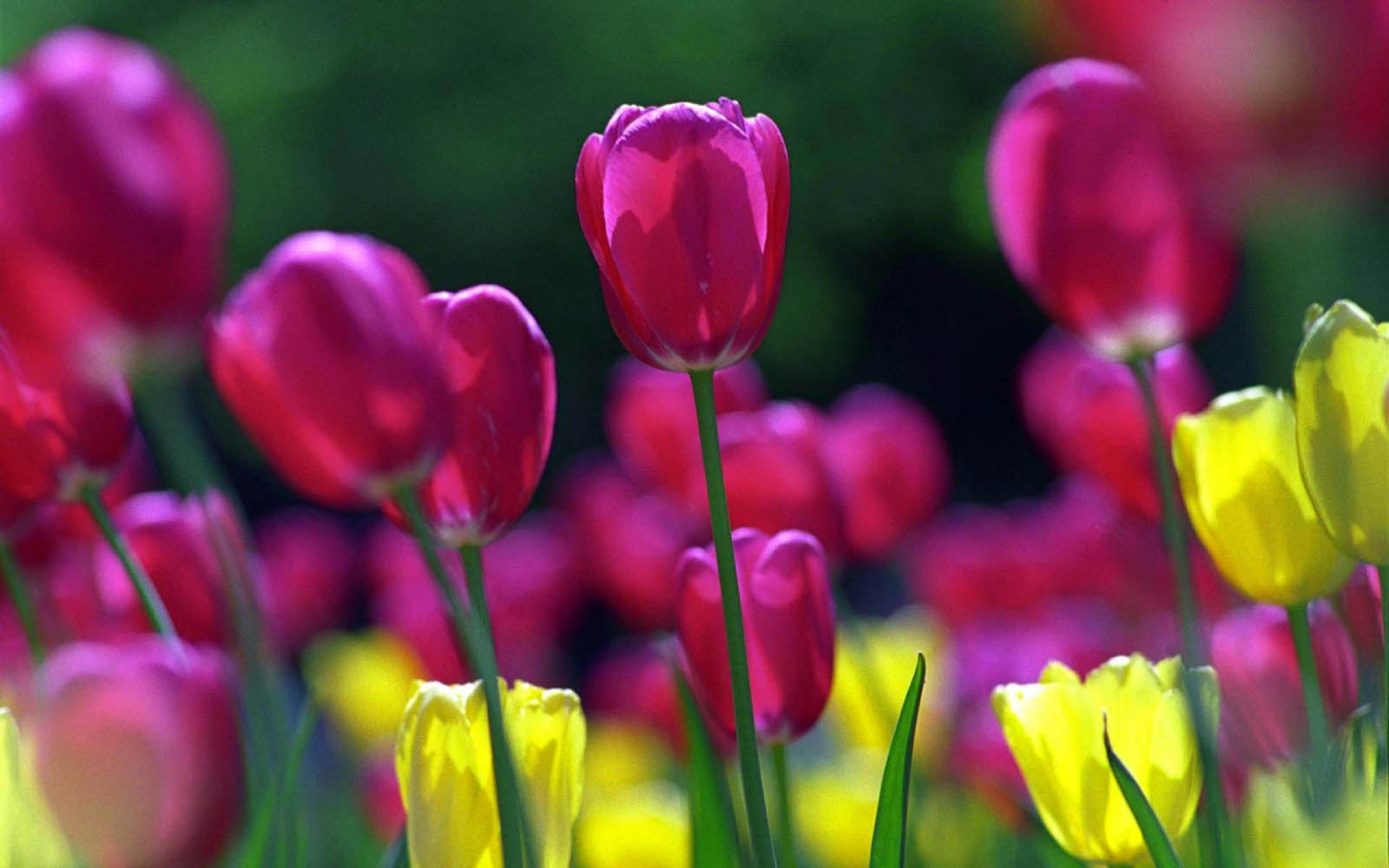 Spring Flowers Wallpaper 3d On
