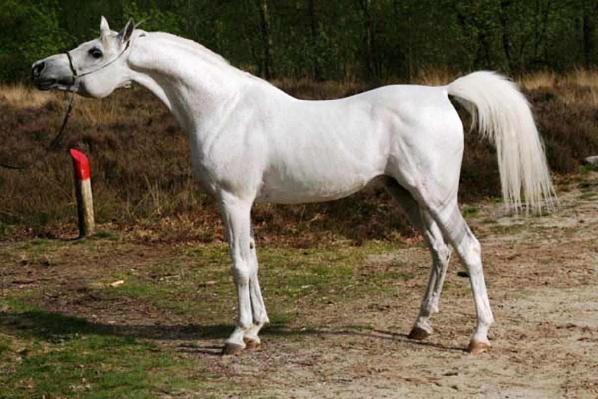Horses Presented Lipizzaners Friesians Andalusians And Arabian