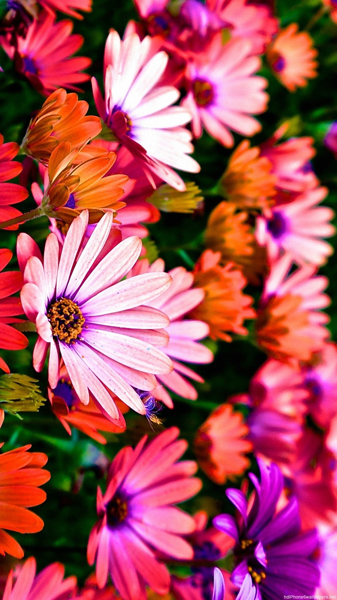 Cute Colorful Wallpaper
