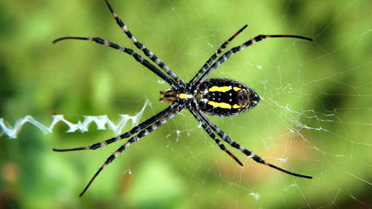 Scary Spider Moving HD Wallpaper