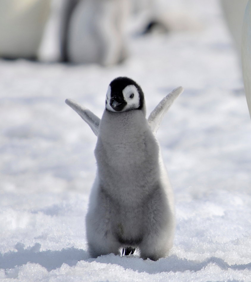Baby Emperor Penguin By Laogephoto