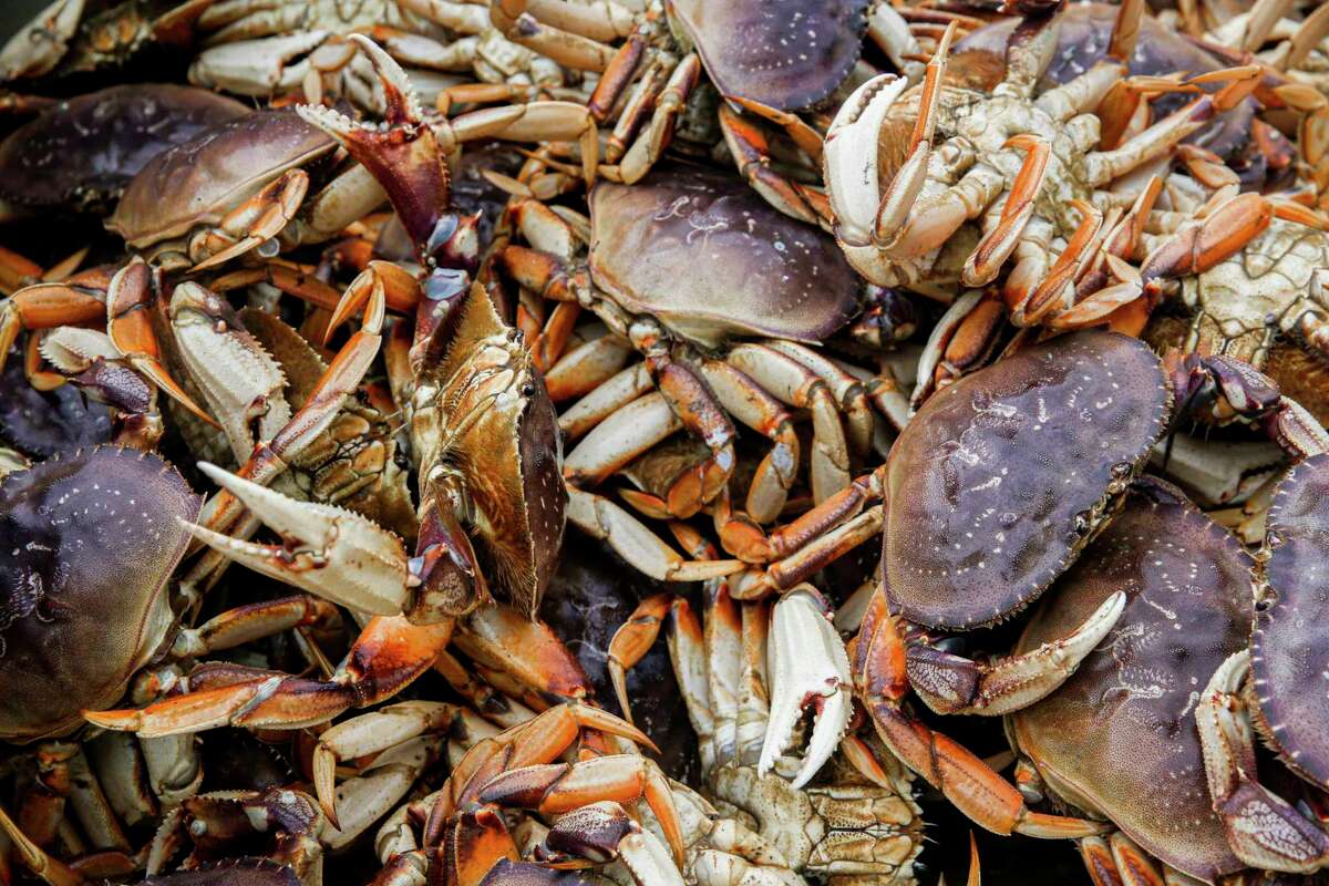 Delay In Bay Area Dungeness Crab Season Means No Local Wallpaper