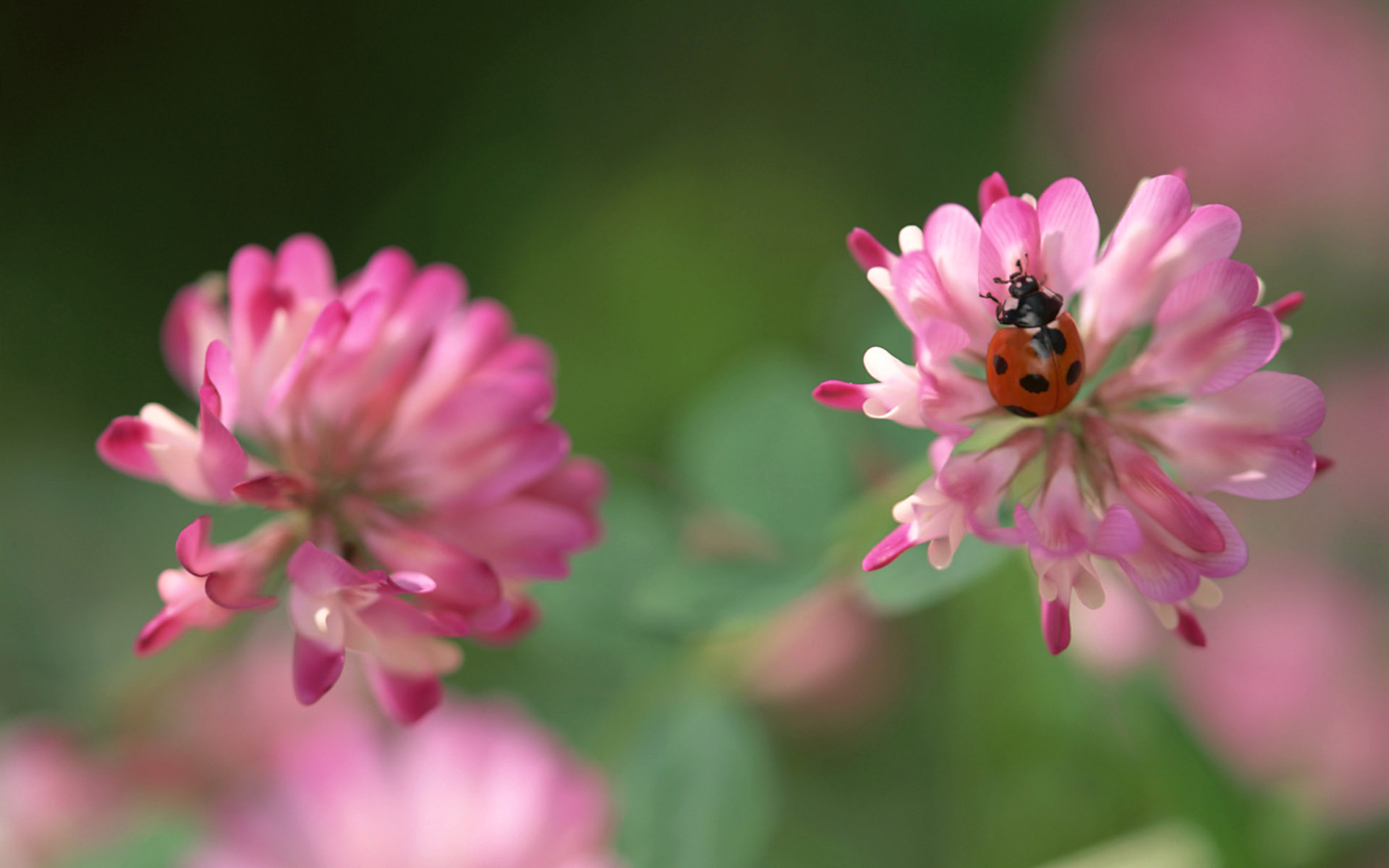A ladybug perched on a pink clover flower