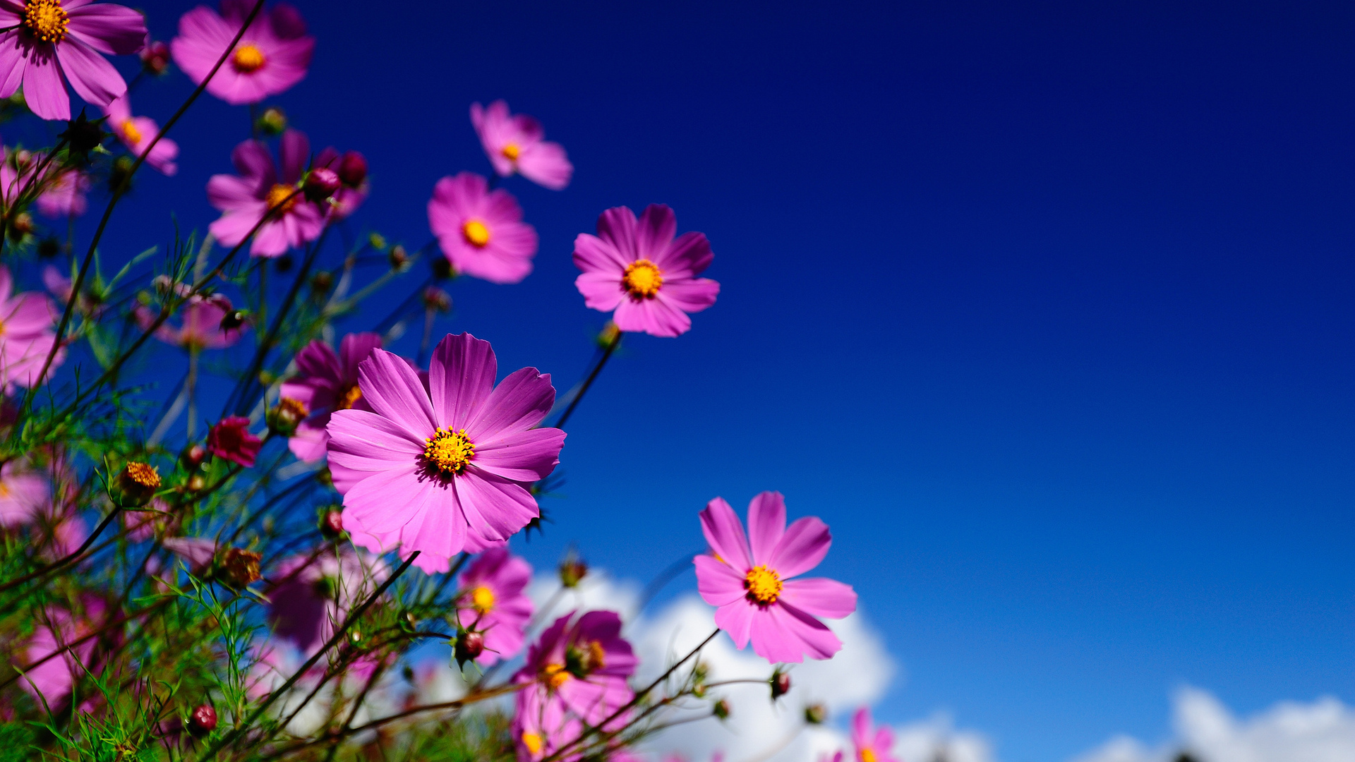 Flowers Wallpaper HD Widescreen Photo Collection