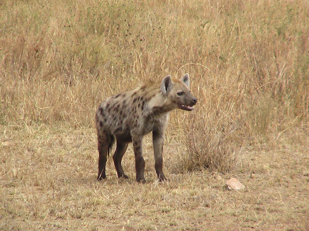 Hyena Wallpaper First HD