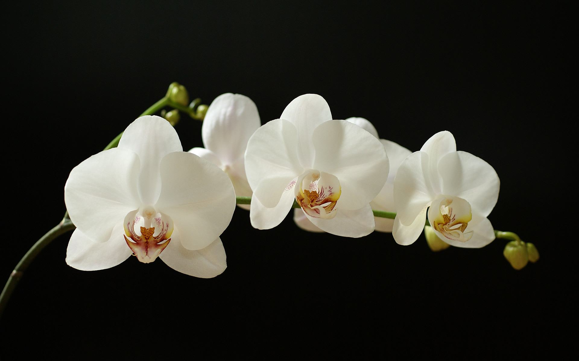 The Gallery For Orchids Wallpaper