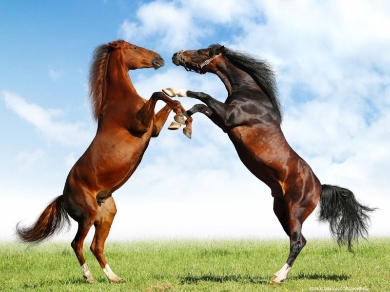 Horses Image Fight Of Wallpaper Photos