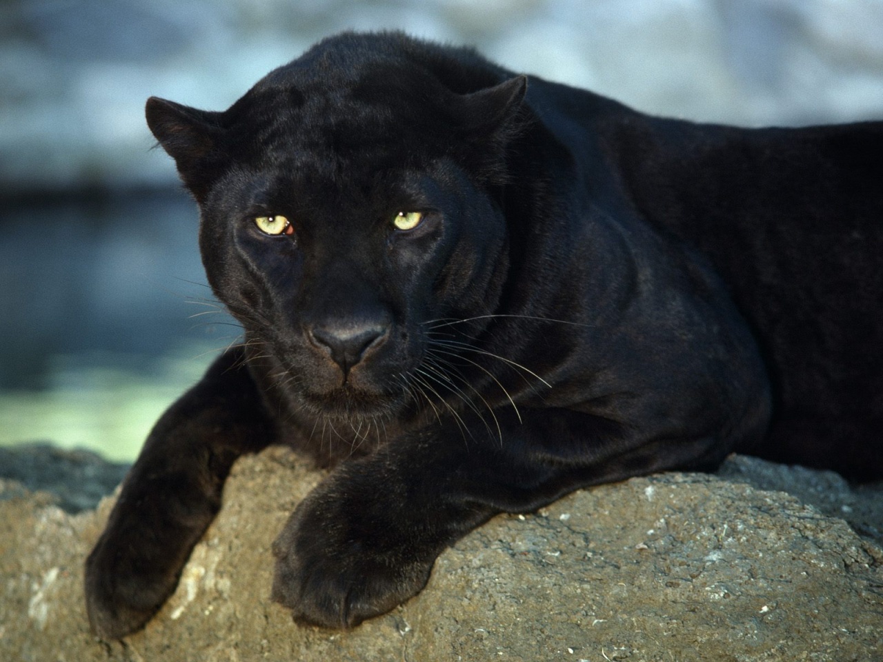 World Images Gallery Black Panther 1280x960