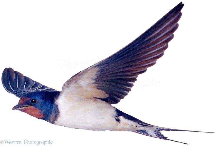 Swallow Bird Tattoos Barn White Background Image Wallpaper