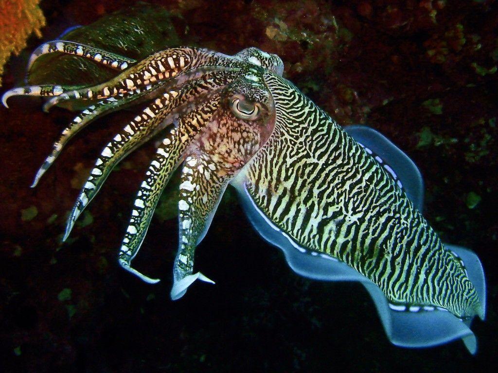Cuttlefish Wallpaper