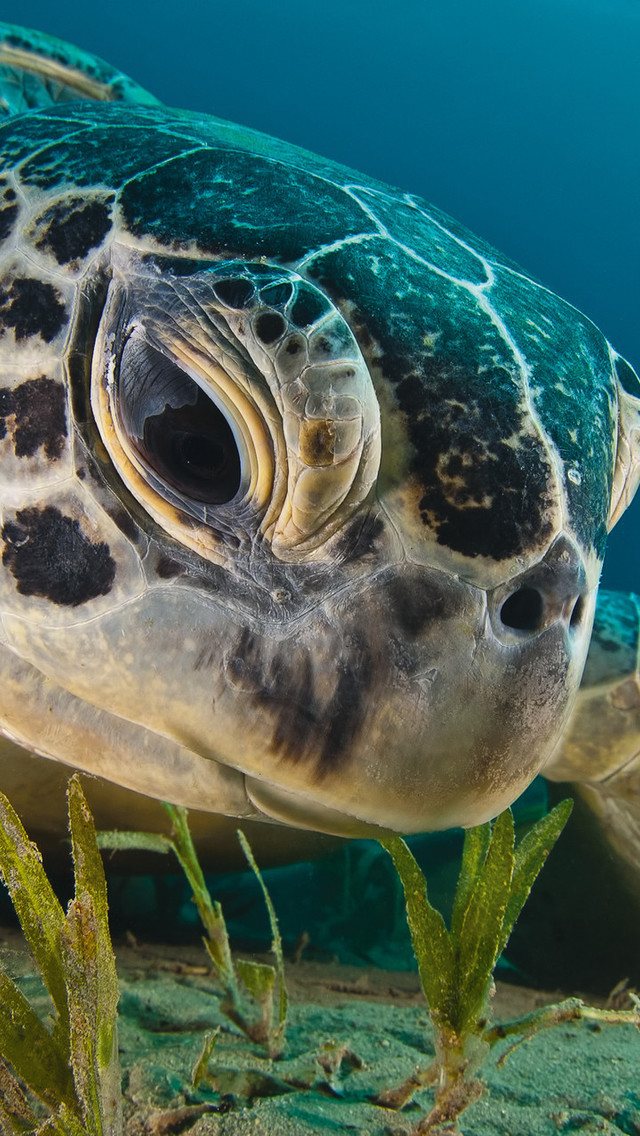 Sea Turtle Wallpaper For iPhone