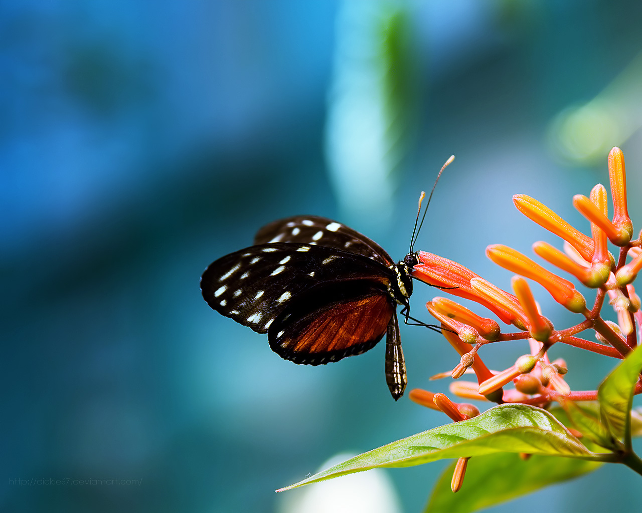 Nature Wallpaper Butterfly In The Flower