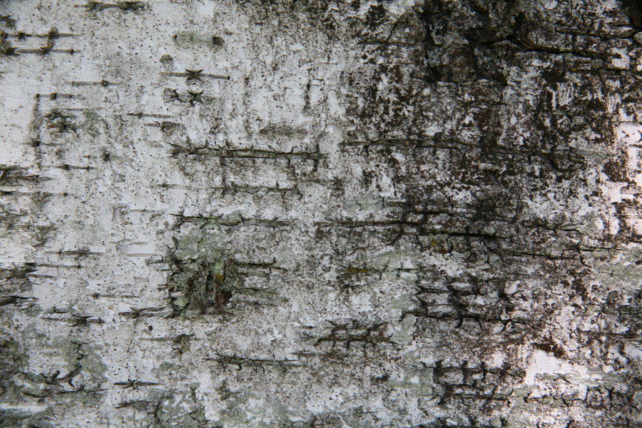 birch bark texture 01 by arkaydo on