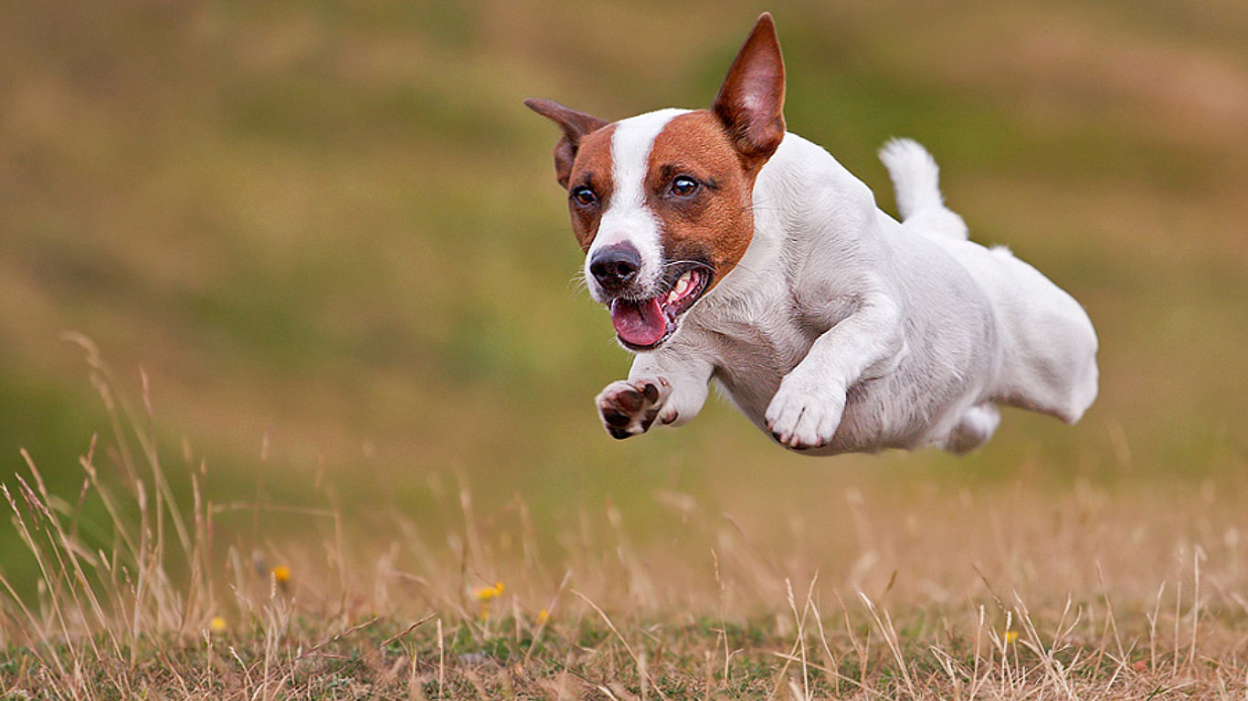 Everything About Dogs My Favourite Jack Russell Wallpaper