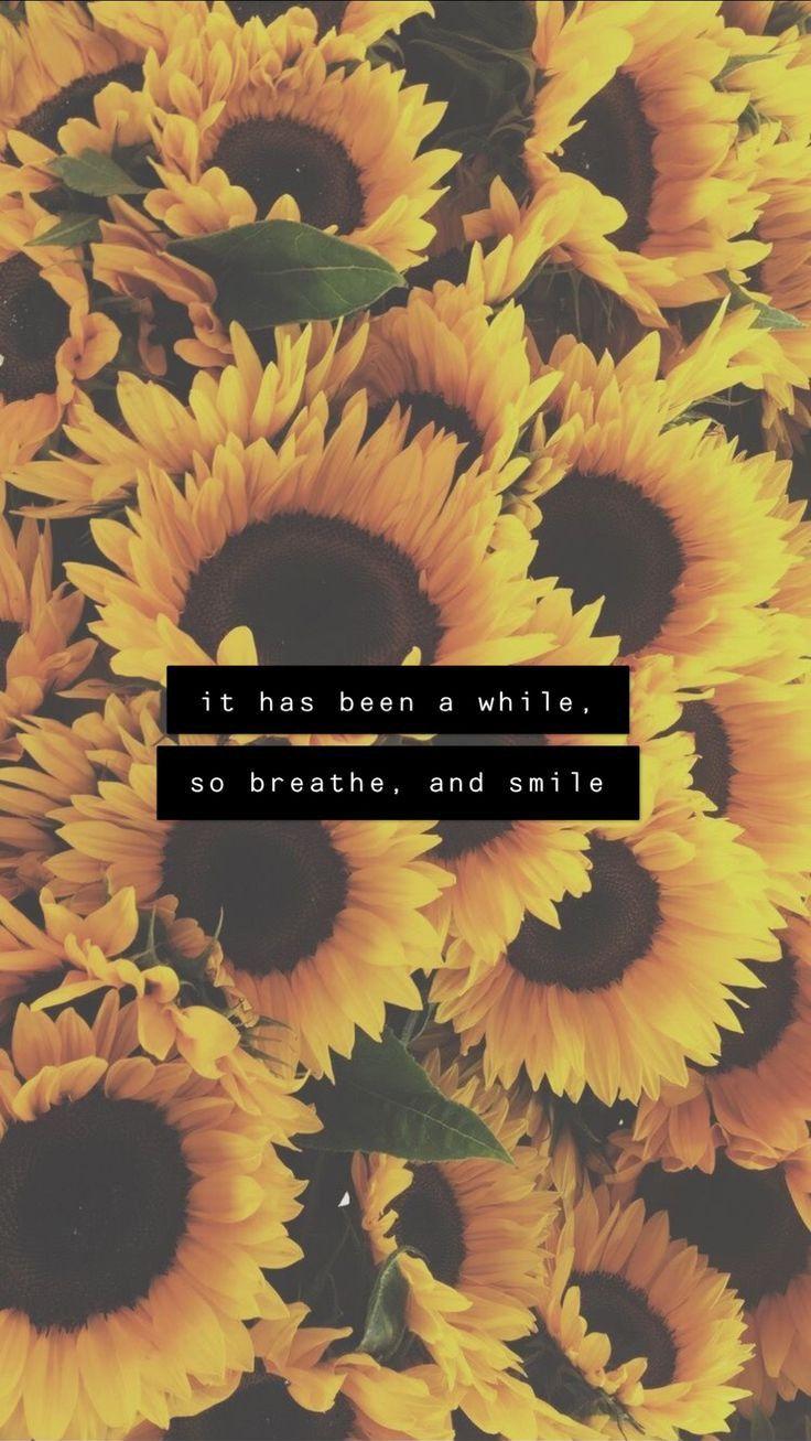 Wallpaper With Qoutes Sunflower Quotes