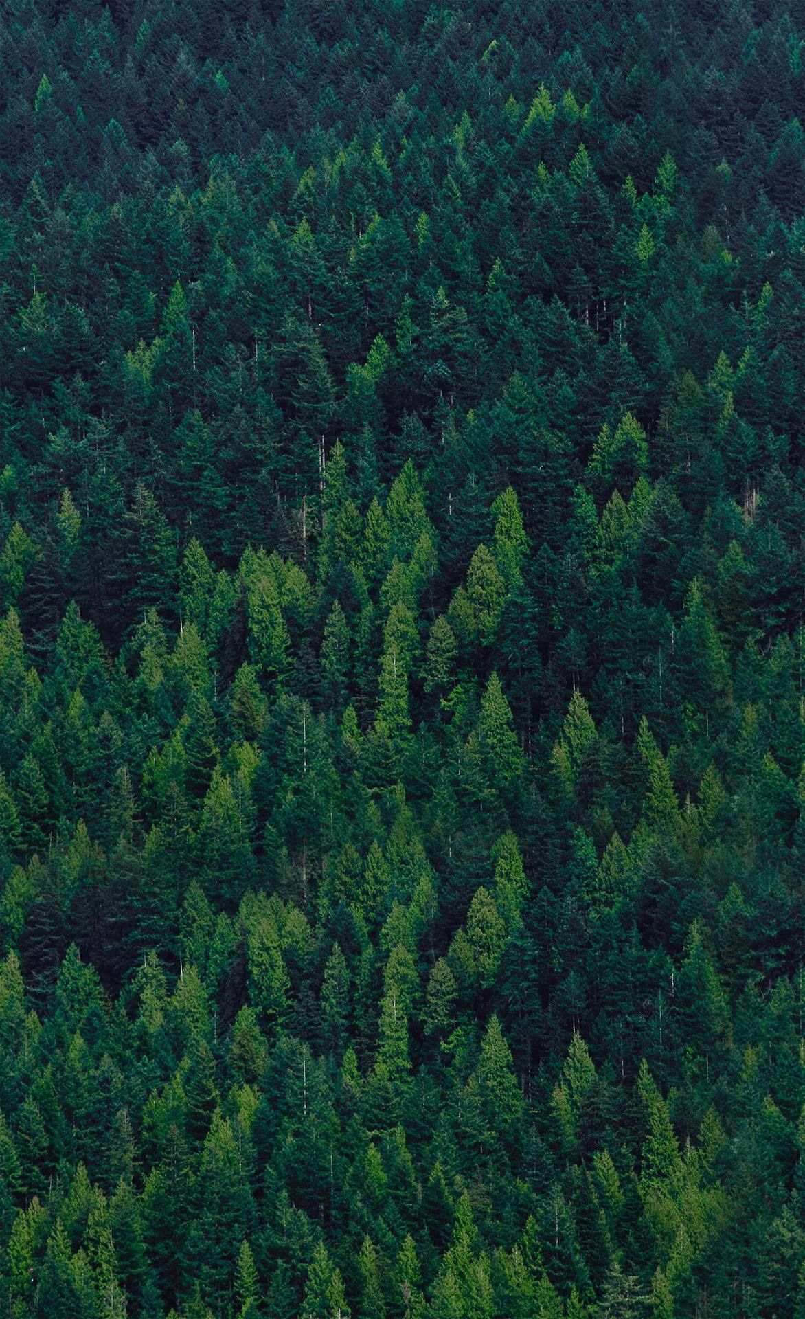Arboles Tree Wallpaper iPhone Forest