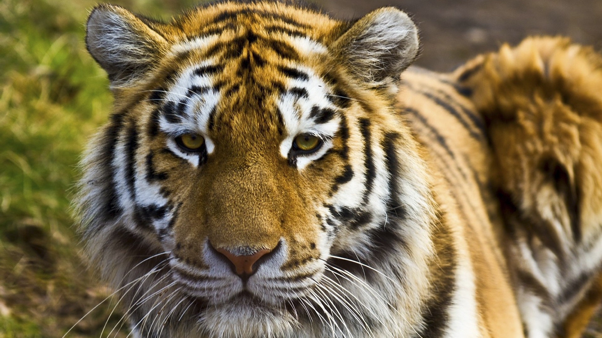 Wallpaper Tiger Face Striped Big Cat Full HD 1080p