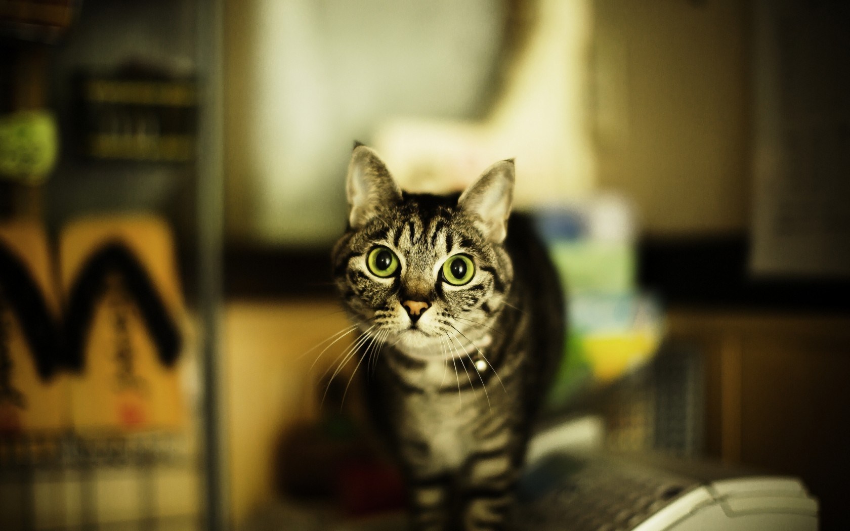 Cat Look Close Up HD Wallpaper