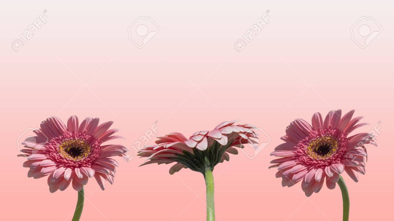 Free download Wallpaper Three Pink Gerbera Flower Background Stock