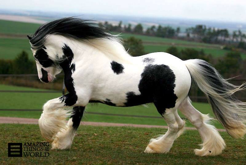 The Most Beautiful Horse Breed In World Poison5