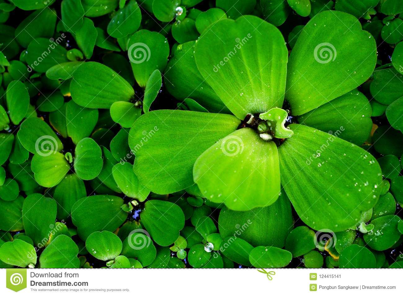 Best Spring Flowers With Fresh Green Leaves Background Wallpaper