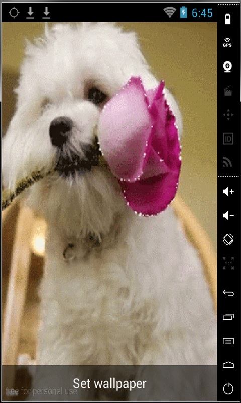 Bichon Puppy Live Wallpaper For Your Android Phone