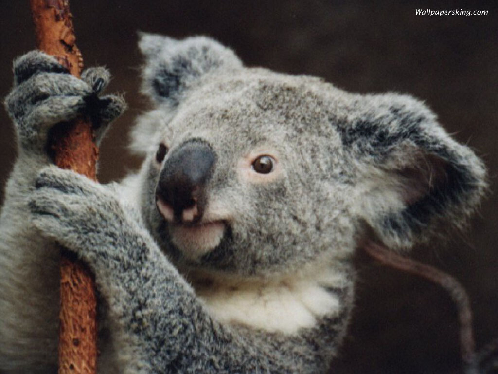 Australian Koala Bear Picture Wallpaper
