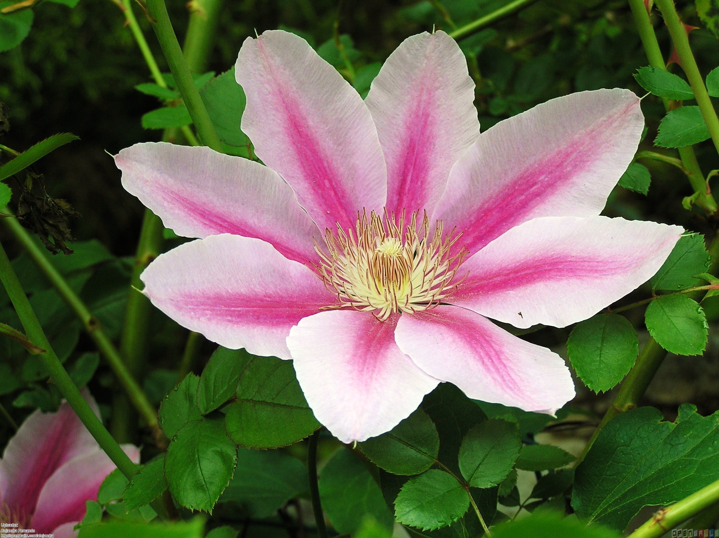 Pink Clematis Flower Image With Beautiful Background